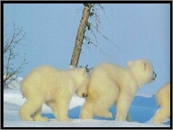 Polarne, Młode, Trzy, Niedźwiedzie